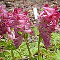 Corydalis buschii, John Lonsdale [Shift+click to enlarge, Click to go to wiki entry]