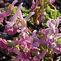 Corydalis caucasica, John Lonsdale Corydalis caucasica, John Lonsdale