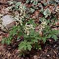 Corydalis cava subsp. marschalliana, John Lonsdale