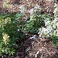Corydalis cava subsp. marschalliana and solida, John Lonsdale