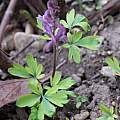 Corydalis cava form with bicolor leaves, found in the wild by Martin Bohnet