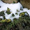 Corydalis cheilanthifolia snow tolerance, Martin Bohnet Corydalis cheilanthifolia snow tolerance, Martin Bohnet