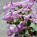 Corydalis decipiens, John Lonsdale [Shift+click to enlarge, Click to go to wiki entry]