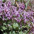 Corydalis decipiens, John Lonsdale Corydalis decipiens, John Lonsdale