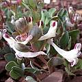 Corydalis erdellii, John Lonsdale