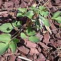 Corydalis fumariifolia, John Lonsdale