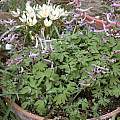 Corydalis henrikii, Jane McGary Corydalis henrikii, Jane McGary