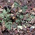 Corydalis magadanica, John Lonsdale Corydalis magadanica, John Lonsdale