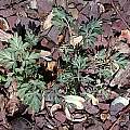 Corydalis magadanica, John Lonsdale