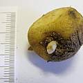 Corydalis nudicaulis tuber, Peter Taggart