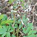 Corydalis nudicaulis, Martin Bohnet Corydalis nudicaulis, Martin Bohnet