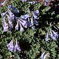 Corydalis ornata, John Lonsdale Corydalis ornata, John Lonsdale