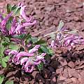Corydalis pumila, John Lonsdale [Shift+click to enlarge, Click to go to wiki entry]
