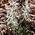 Corydalis solida, John Lonsdale [Shift+click to enlarge, Click to go to wiki entry]