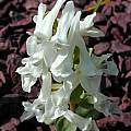 Corydalis vittae, John Lonsdale [Shift+click to enlarge, Click to go to wiki entry]