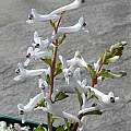 Corydalis wendelboi, John Lonsdale Corydalis wendelboi, John Lonsdale