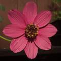 Cosmos atrosanguineus// 'Cherry Chocolate' 8th July 2024, David Pilling