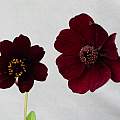 Cosmos atrosanguineus seed grown plant 31st July 2014 flower (left) compared with usual clone flower (right), David Pilling