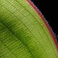 Costus spectabilis, adaxial detail of ciliate margin of leaf, Uluwehi Knecht
