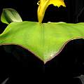 Costus spectabilis, side view of mature leaf, Uluwehi Knecht