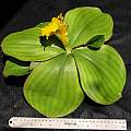 Costus spectabilis, top view of entire plant with 30 cm/12 inch rule, Uluwehi Knecht