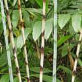 Costus stenophyllus, Nhu Nguyen