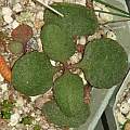 Crassula capensis, Dylan Hannon