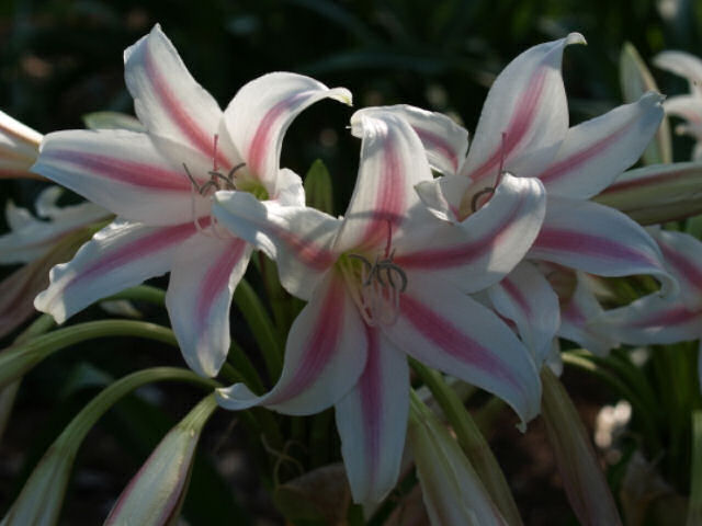 petit-taille Ampoule RARE Crinum Lily NEUF herbertii Schreck