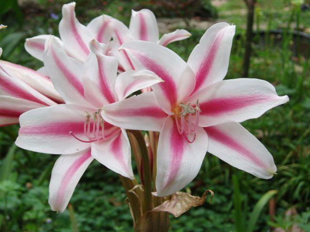herbertii Schreck Crinum Lily petit-taille Ampoule NEUF RARE