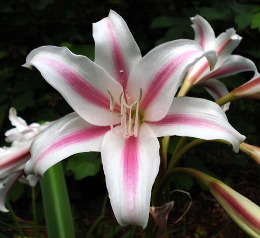 herbertii Schreck Crinum Lily petit-taille Ampoule NEUF RARE