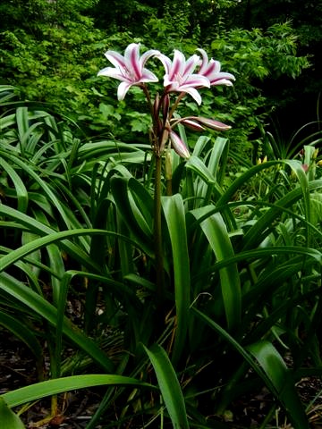 petit-taille Ampoule RARE Crinum Lily NEUF herbertii Schreck