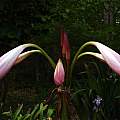 Crinum &#039;Alamo Village&#039; buds, taken April 2007 by Jay Yourch [Shift+click to enlarge, Click to go to wiki entry]