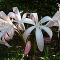 Crinum 'Alamo Village' Umbel, taken April 2007 by Jay Yourch Crinum 'Alamo Village' Umbel, taken April 2007 by Jay Yourch