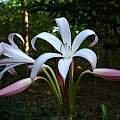 Crinum 'Alamo Village' Umbel, taken April 2007 by Jay Yourch Crinum 'Alamo Village' Umbel, taken April 2007 by Jay Yourch