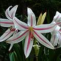 Crinum &#039;Amelia Garza&#039;, Jay Yourch [Shift+click to enlarge, Click to go to wiki entry]