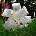 Closeup of Crinum 'Appleblossom', Alani Davis [Shift+click to enlarge, Click to go to wiki entry]