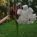 Crinum 'Appleblossom' umbel, Alani Davis Crinum 'Appleblossom' umbel, Alani Davis
