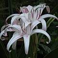 Crinum 'Asian Rose', Jay Yourch [Shift+click to enlarge, Click to go to wiki entry]