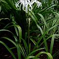 Crinum 'Bayou Traveler' blooming plant, Jay Yourch