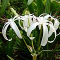 Crinum 'Bayou Traveler' umbel, Jay Yourch [Shift+click to enlarge, Click to go to wiki entry]