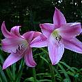 Crinum 'Birthday Party' umbel, Jay Yourch