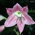 Crinum &#039;Bradley Giant&#039;, Alani Davis [Shift+click to enlarge, Click to go to wiki entry]