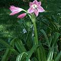Crinum 'Bradley Giant', Alani Davis Crinum 'Bradley Giant', Alani Davis