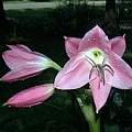 Crinum 'Bradley Giant', Alani Davis Crinum 'Bradley Giant', Alani Davis