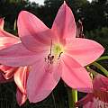 Closeup of Crinum &#039;Bradley&#039;, Alani Davis [Shift+click to enlarge, Click to go to wiki entry]