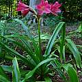 Crinum 'Burgundy' blooming plant, Jay Yourch