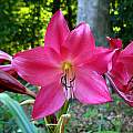 Closeup of Crinum &#039;Burgundy&#039;, Jay Yourch [Shift+click to enlarge, Click to go to wiki entry]