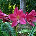 Crinum 'Burgundy' umbel, Jay Yourch Crinum 'Burgundy' umbel, Jay Yourch