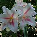 Closeup of Crinum &#039;Candy Ruffles&#039;, Alani Davis [Shift+click to enlarge, Click to go to wiki entry]