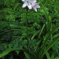 Crinum 'Cape Dawn' × C. 'Mrs. James Hendry', Jay Yourch Crinum 'Cape Dawn' × C. 'Mrs. James Hendry', Jay Yourch